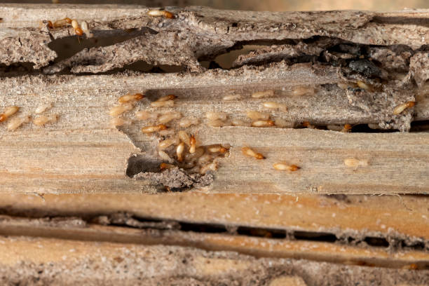 Best Local Pest Control Services  in Idabel, OK