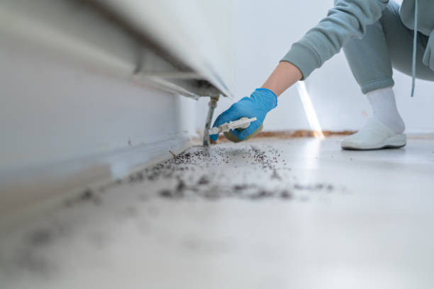 Best Wasp Removal Services  in Idabel, OK